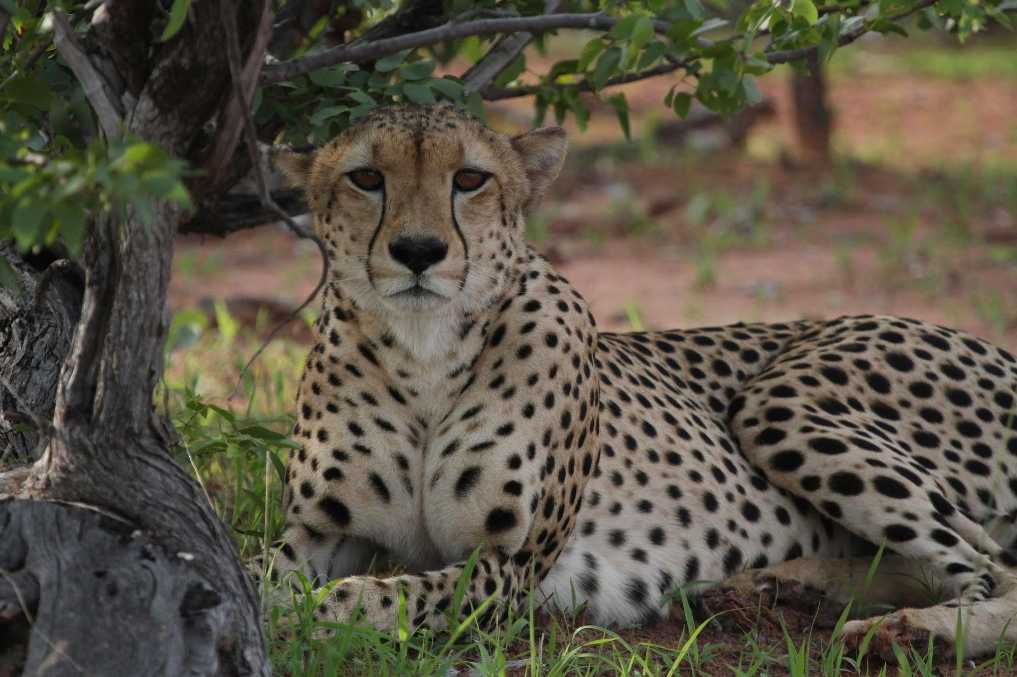 Changa Safari Camp Matusadona National Park Esterno foto